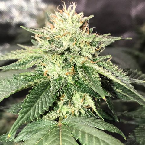 Step Child c1p2 growlog timeline photo