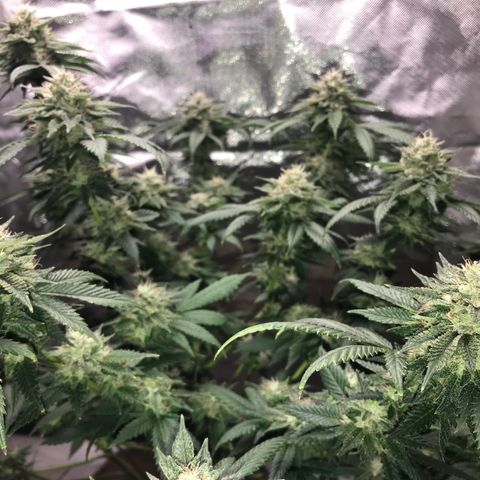 Step Child c1p2 growlog timeline photo