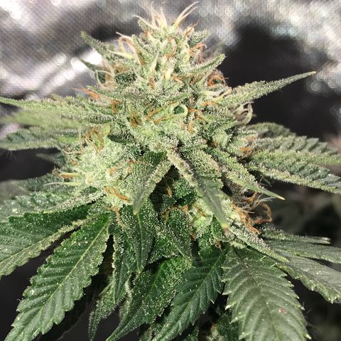 Step Child c1p2 growlog timeline photo
