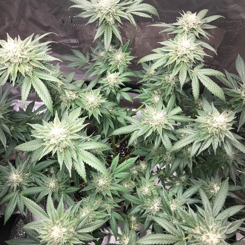 Step Child c1p2 growlog timeline photo