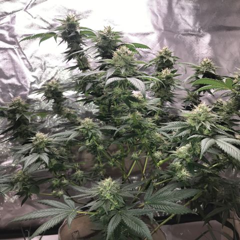 Step Child c1p2 growlog timeline photo