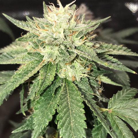 Step Child c1p2 growlog timeline photo