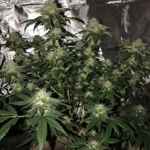 Step Child c1p2 growlog timeline photo