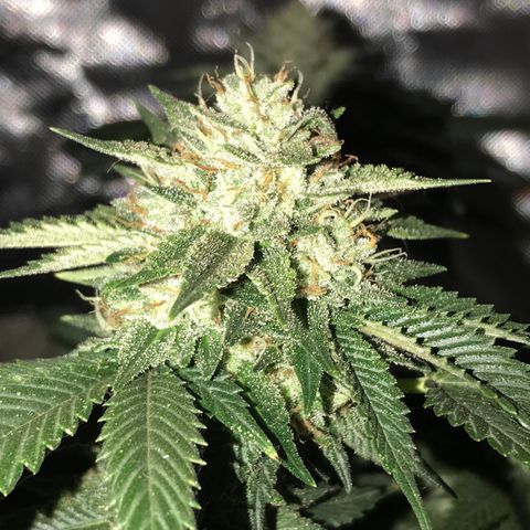Step Child c1p2 growlog timeline photo