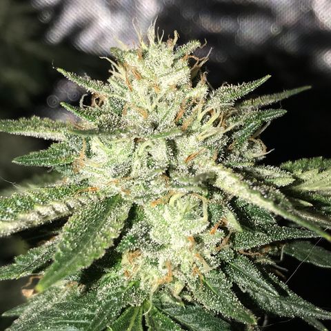 Step Child c1p2 growlog timeline photo