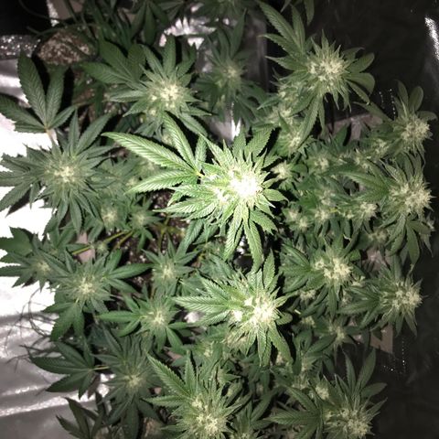 Step Child c1p2 growlog timeline photo