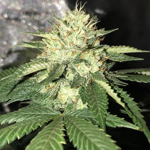 Step Child c1p2 growlog timeline photo