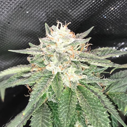 Step Child c1p2 growlog timeline photo