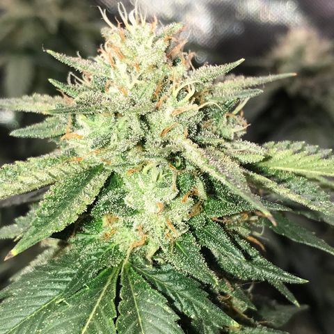 Step Child c1p2 growlog timeline photo