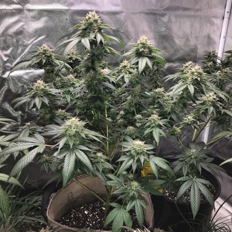 Step Child c1p2 growlog timeline photo