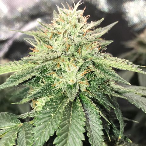 Step Child c1p2 growlog timeline photo