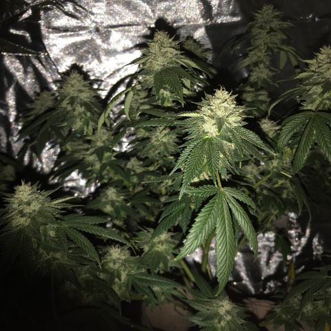 Step Child c1p2 growlog timeline photo
