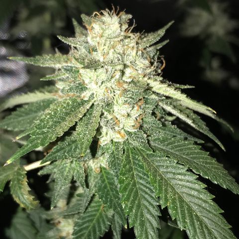 Step Child c1p2 growlog timeline photo