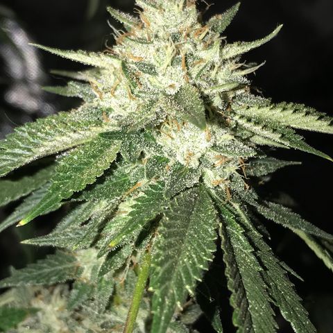 Step Child c1p2 growlog timeline photo