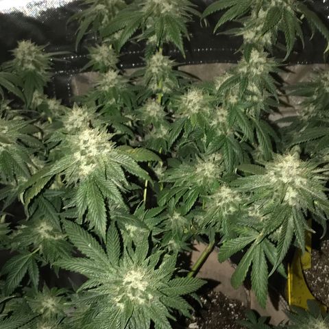 Step Child c1p2 growlog timeline photo