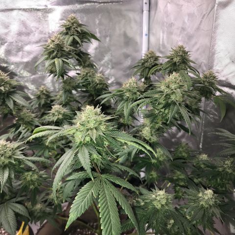 Step Child c1p2 growlog timeline photo