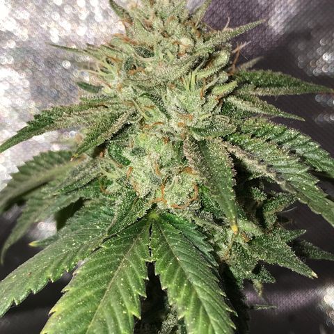 Step Child c1p2 growlog timeline photo