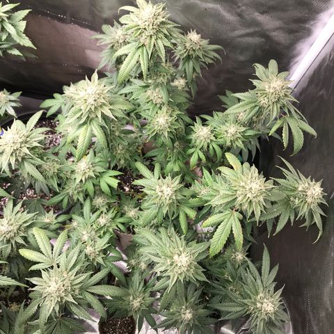 Step Child c1p2 growlog timeline photo