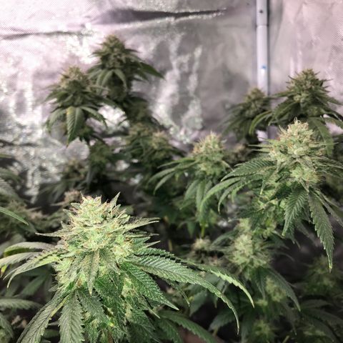 Step Child c1p2 growlog timeline photo