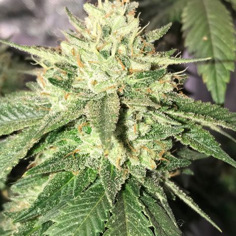 Step Child c1p2 growlog timeline photo