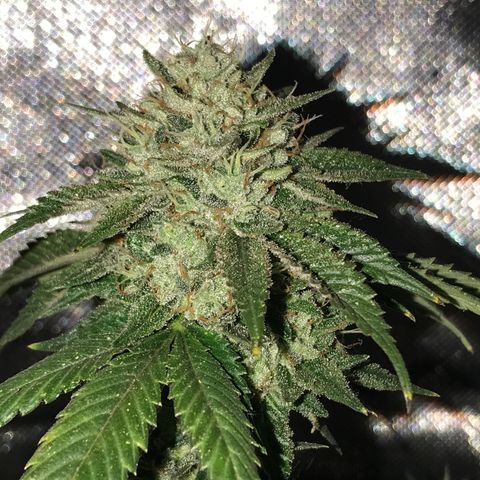 Step Child c1p2 growlog timeline photo