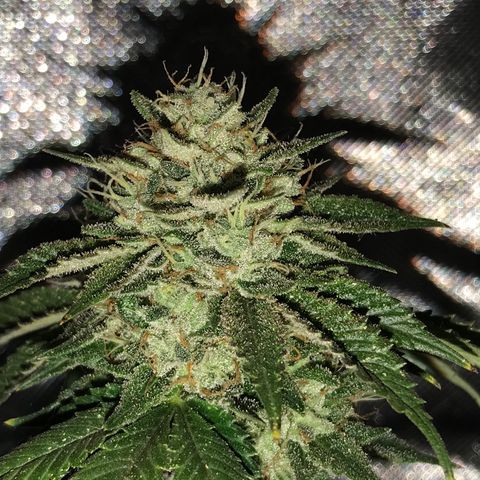 Step Child c1p2 growlog timeline photo