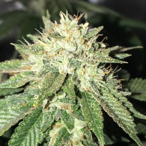 Step Child c1p2 growlog timeline photo