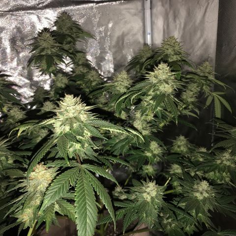 Step Child c1p2 growlog timeline photo