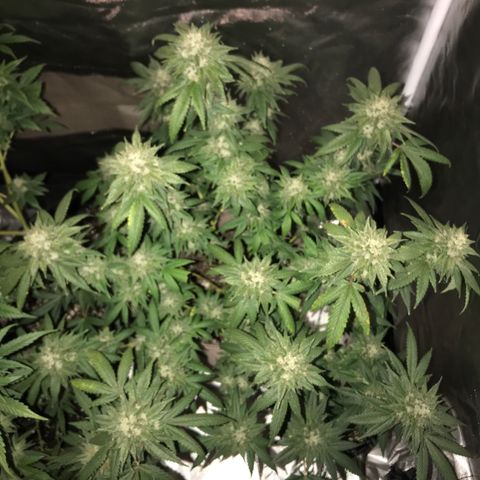 Step Child c1p2 growlog timeline photo