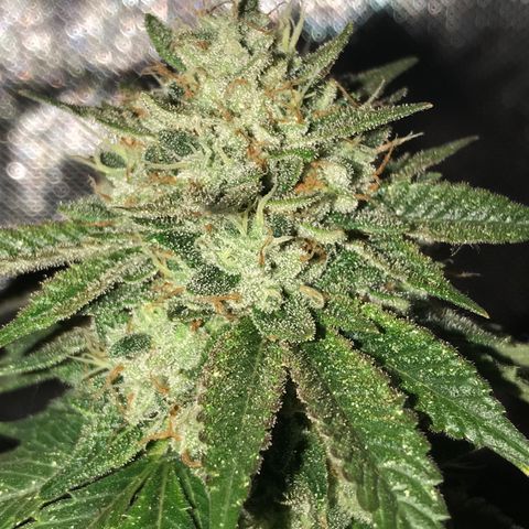Step Child c1p2 growlog timeline photo