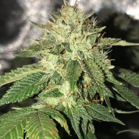 Step Child c1p2 growlog timeline photo