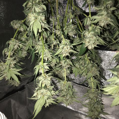 Step Child c1p2 growlog timeline photo