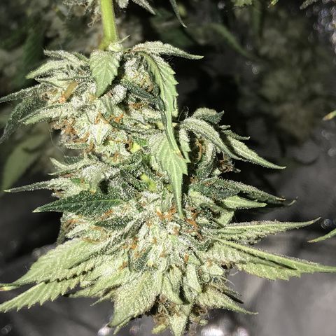 Step Child c1p2 growlog timeline photo