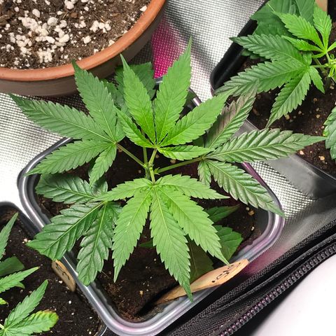 Step Child p1/c4 growlog timeline photo