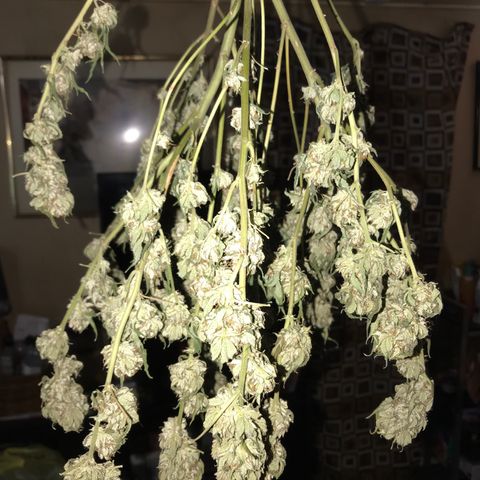 Step Child c1p2 growlog timeline photo