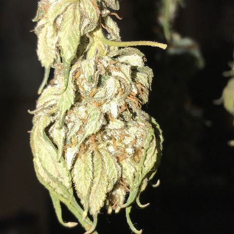 Step Child c1p2 growlog timeline photo
