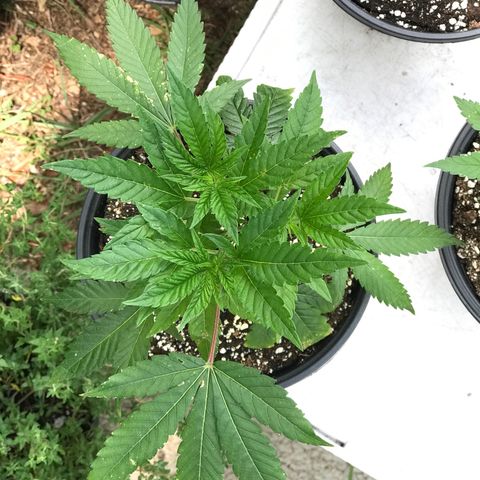 Step Child p1/c4 growlog timeline photo