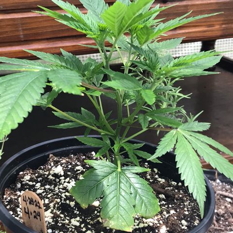 Step Child p1/c4 growlog timeline photo