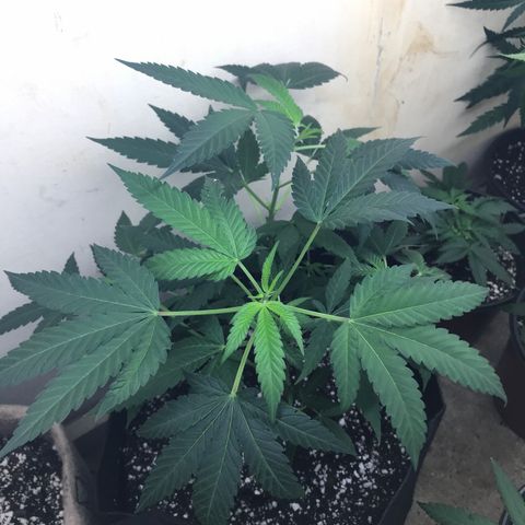 Step Child p1/c4 growlog photo: Transplanted to black 2 gallon fabric container 