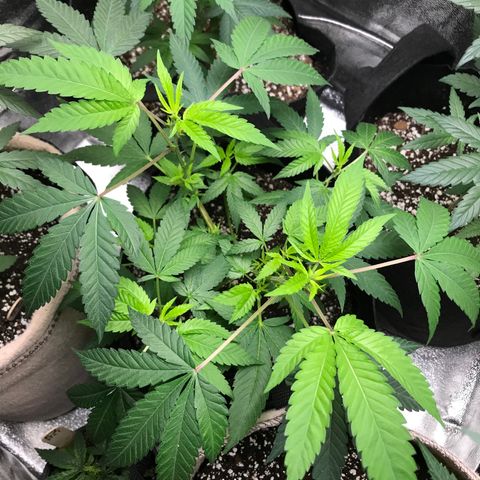 Step Child p1/c4 growlog timeline photo