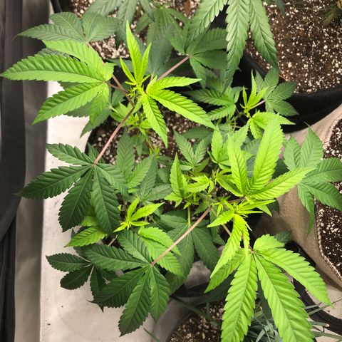 Step Child p1/c4 growlog timeline photo