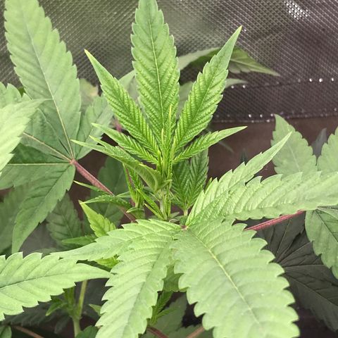 Step Child p1/c4 growlog timeline photo