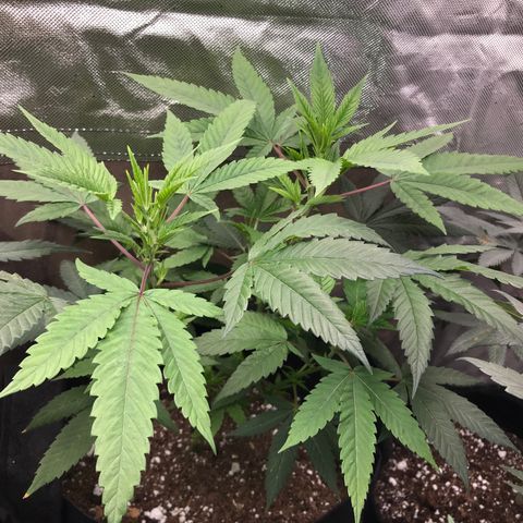 Step Child p1/c4 growlog timeline photo