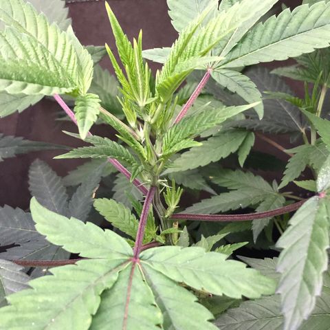 Step Child p1/c4 growlog timeline photo
