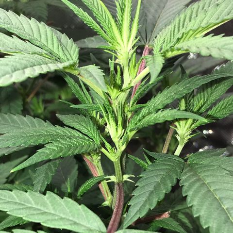 Step Child p1/c4 growlog timeline photo