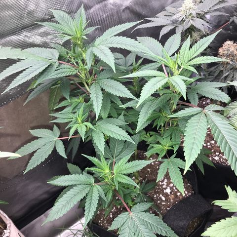 Step Child p1/c4 growlog timeline photo