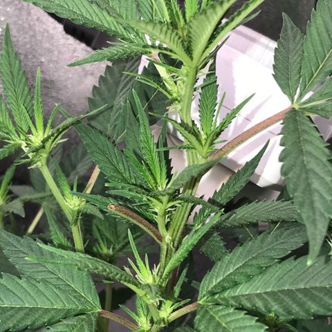 Step Child p1/c4 growlog timeline photo