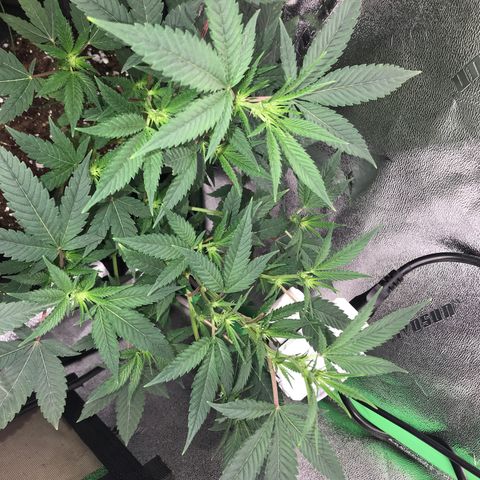 Step Child p1/c4 growlog timeline photo