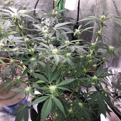 Step Child p1/c4 growlog photo: Early & heavy top dress w all essentials 