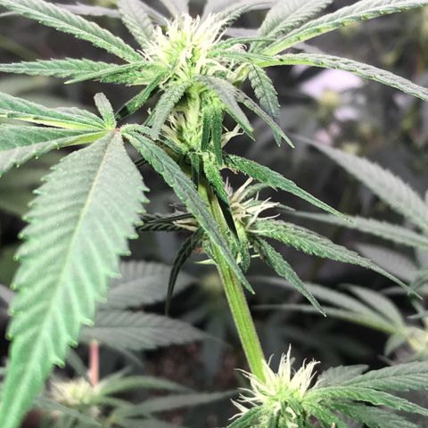 Step Child p1/c4 growlog photo: Early & heavy top dress w all essentials 